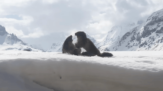 Réveil Printanier : Le Spectacle Enjoué des Marmottes au Parc de la Vanoise - Alu Art Mountains