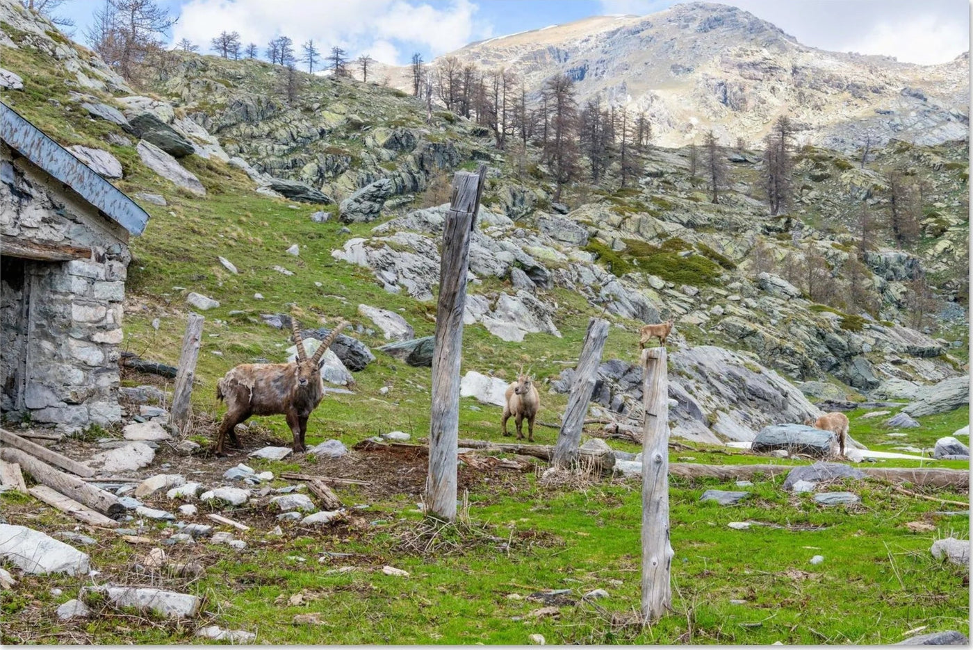Photo d’une famille de bouquetins dans la vallée de Fontanalba