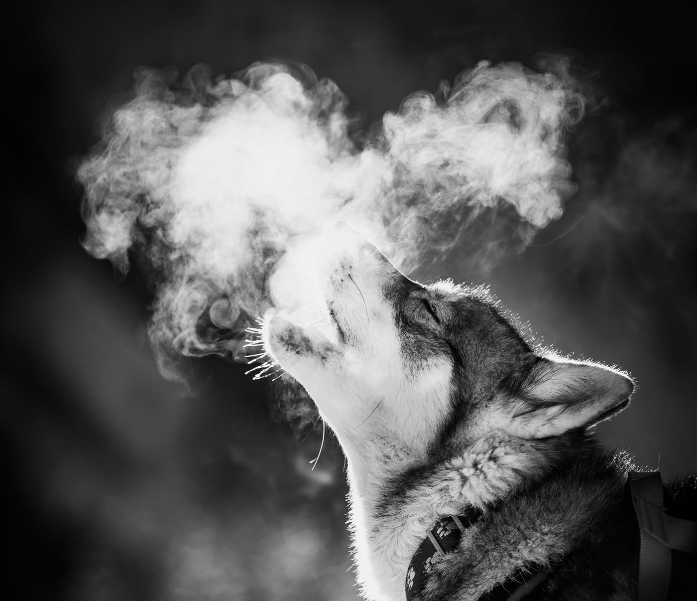 Photos of huskies in the snow, in portrait or working in winter landscapes