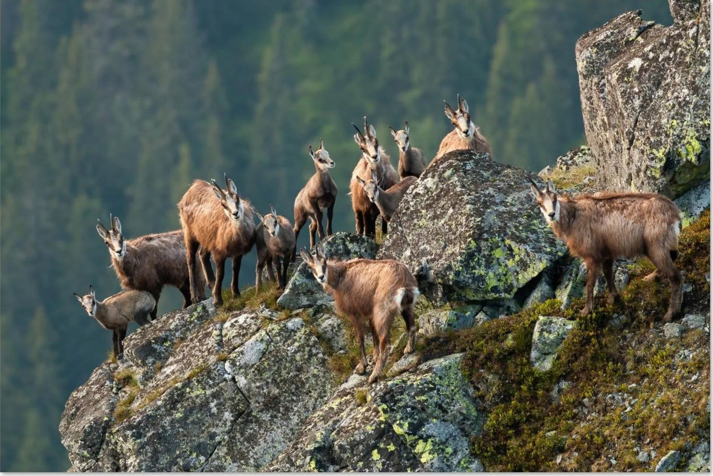 Chamois photo prints