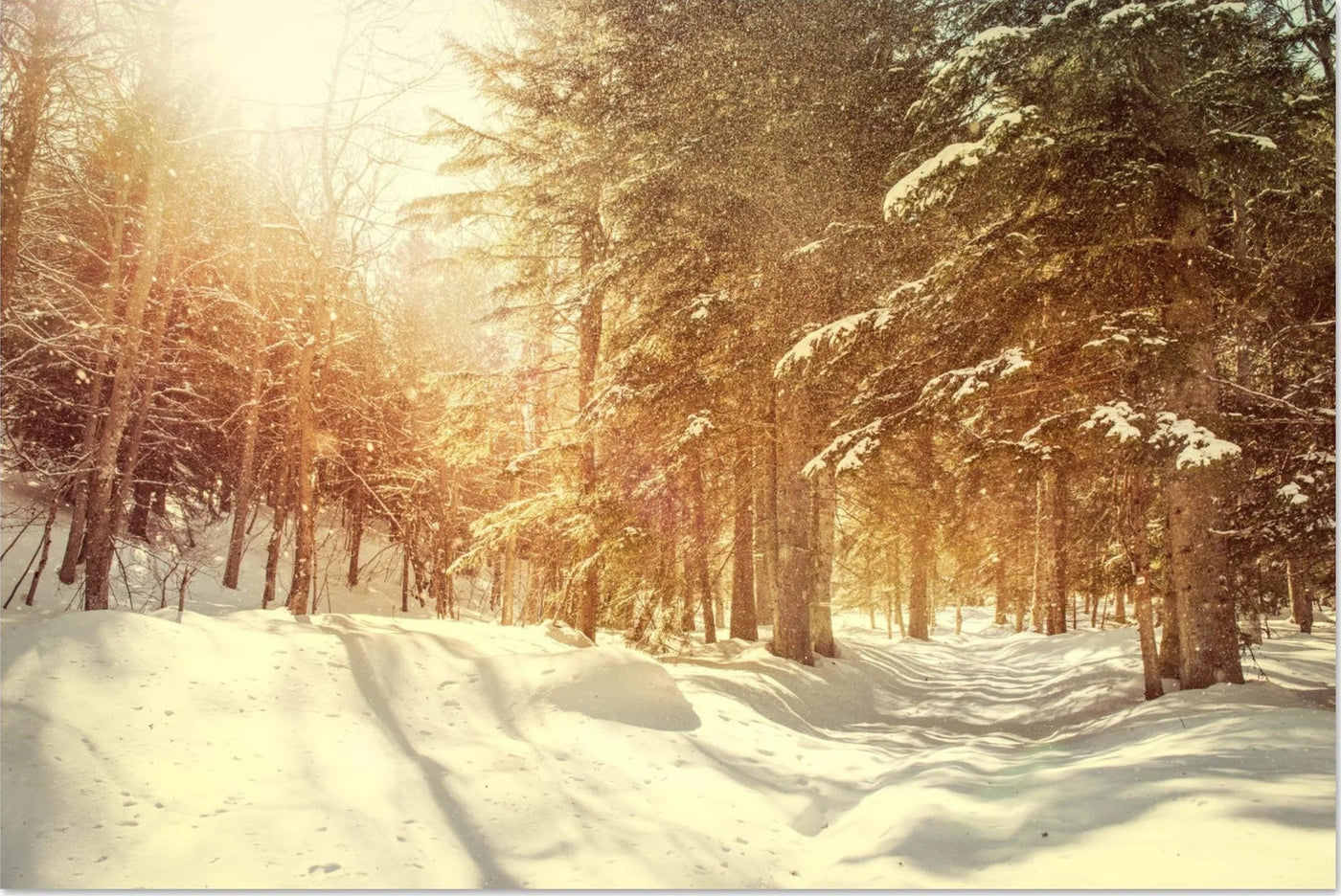 Fotodrucke mit Waldmotiven