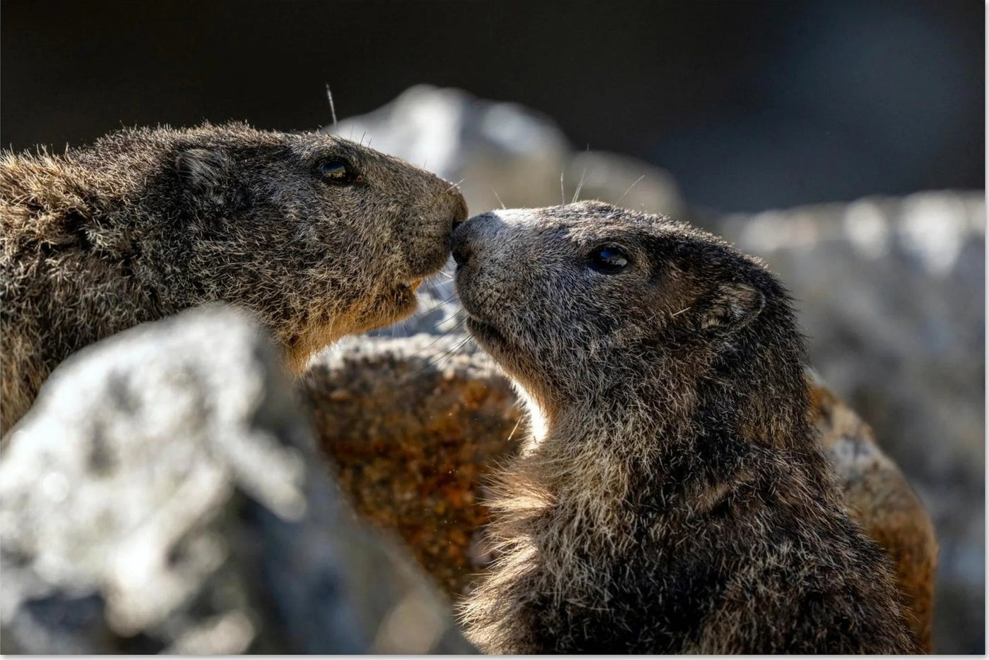 Sélection de tableaux photo de marmottes