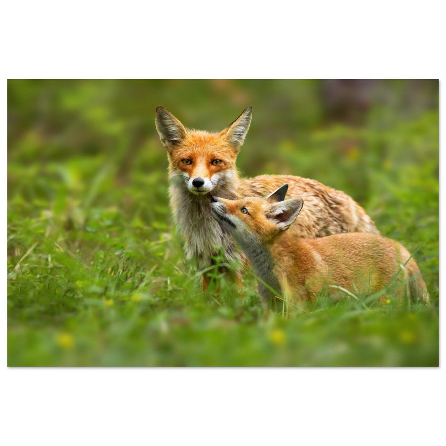 Photo de deux renards roux dans un moment de tendresse — tableau photo paysage de montagne en Alu Dibond, imprimé à la commande en France