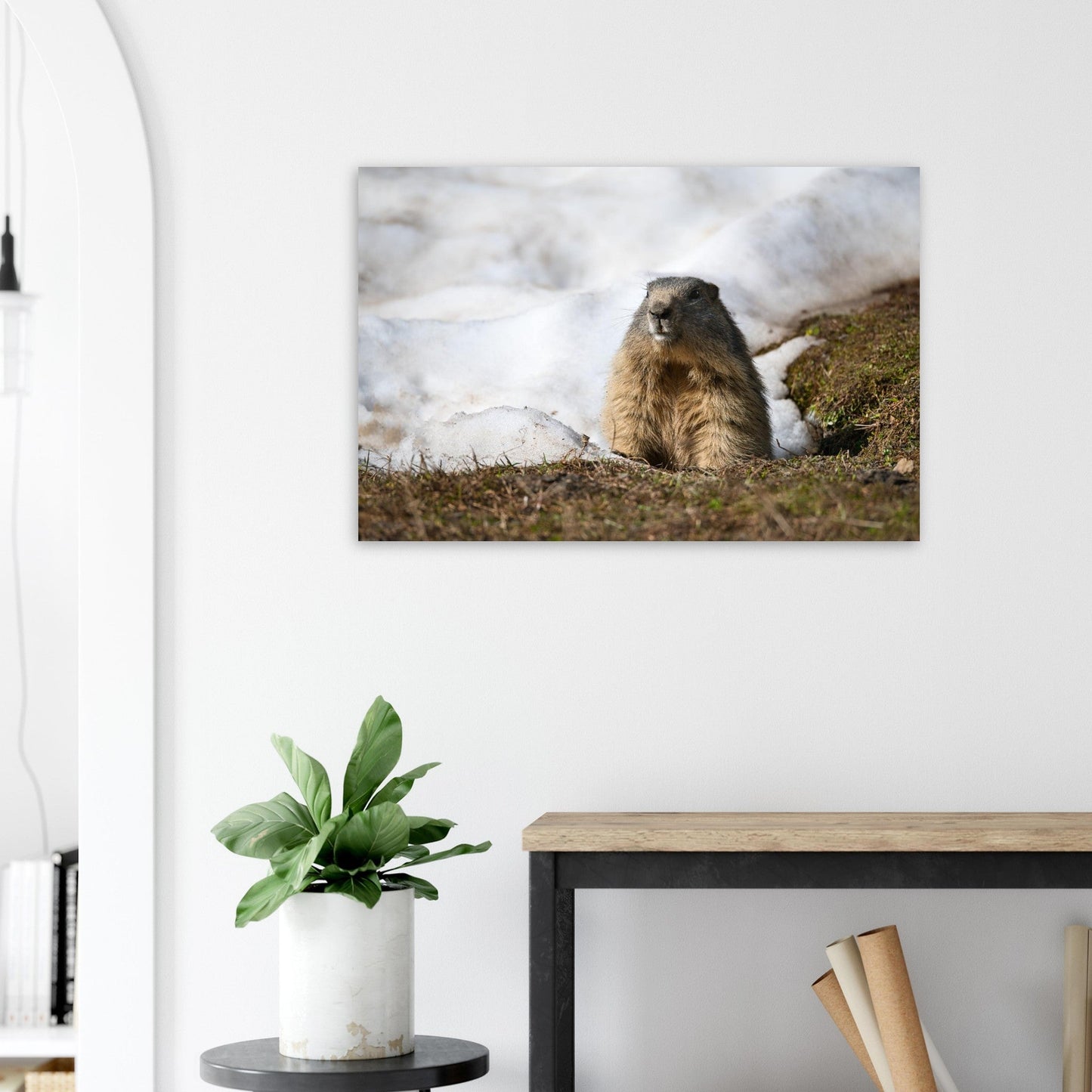 Tableau photo d’une marmotte des Alpes à la fonte des neiges sur aluminium Dibond mat, présenté dans un intérieur