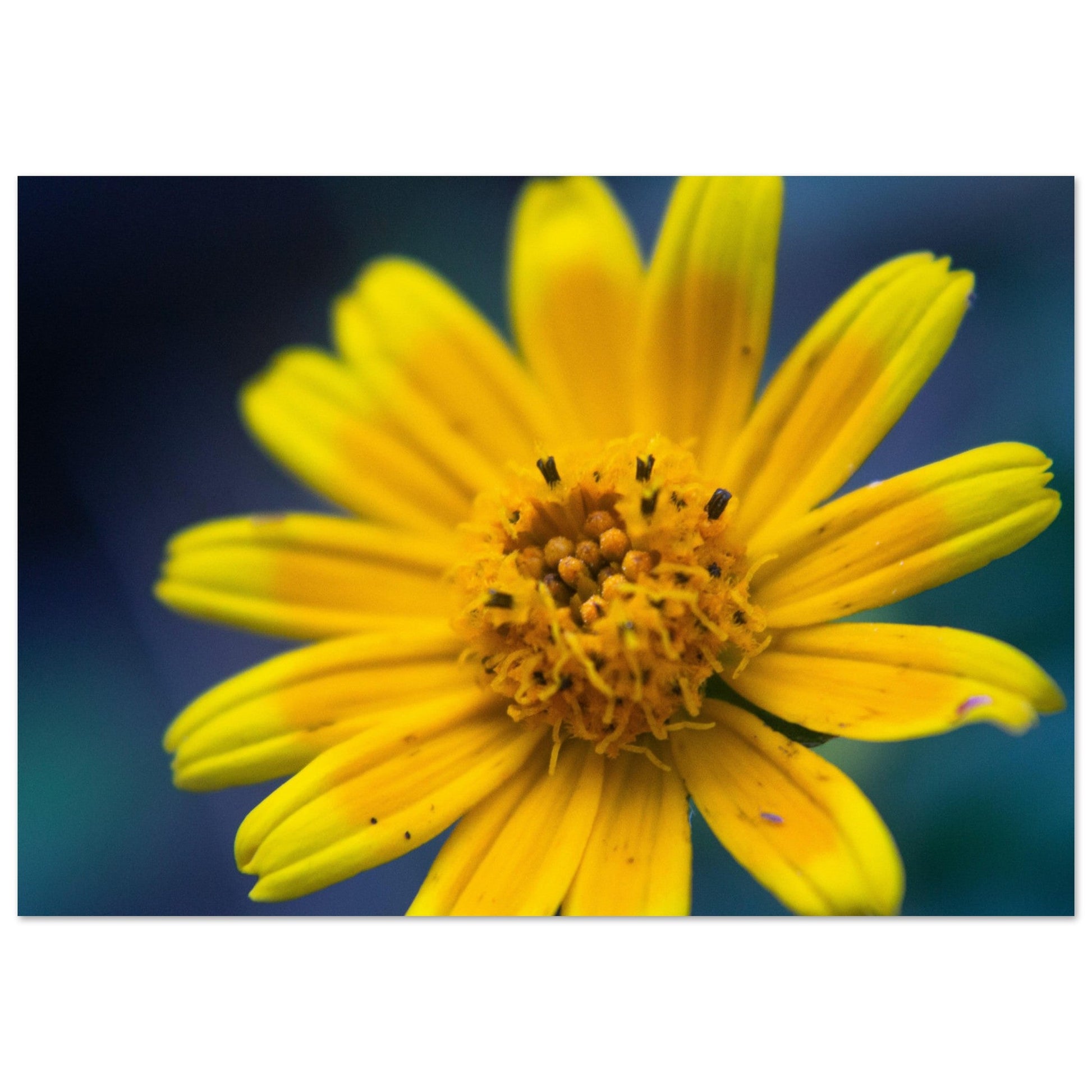 Vente Photo Arnica, fleur de montagne #1 - Tableau photo paysage