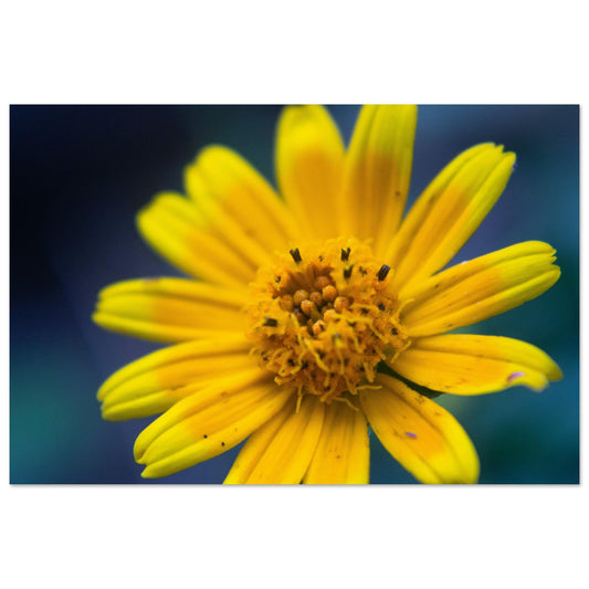 Vente Photo Arnica, fleur de montagne #1 - Tableau photo paysage
