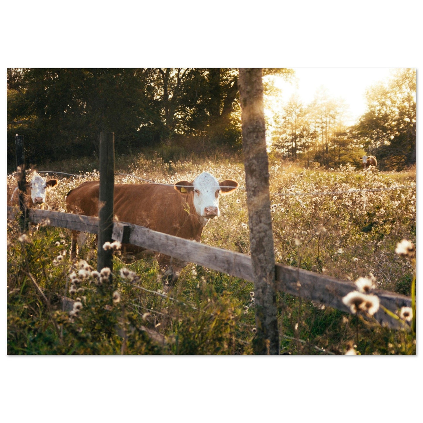 Vente Photo de vaches en Savoie #2 - Tableau photo paysage