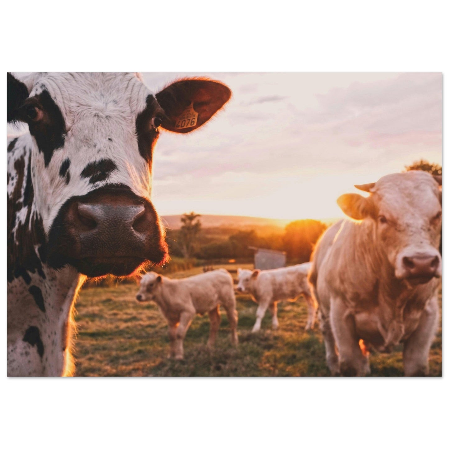 Vente Photo de vaches en Savoie #3 - Tableau photo paysage