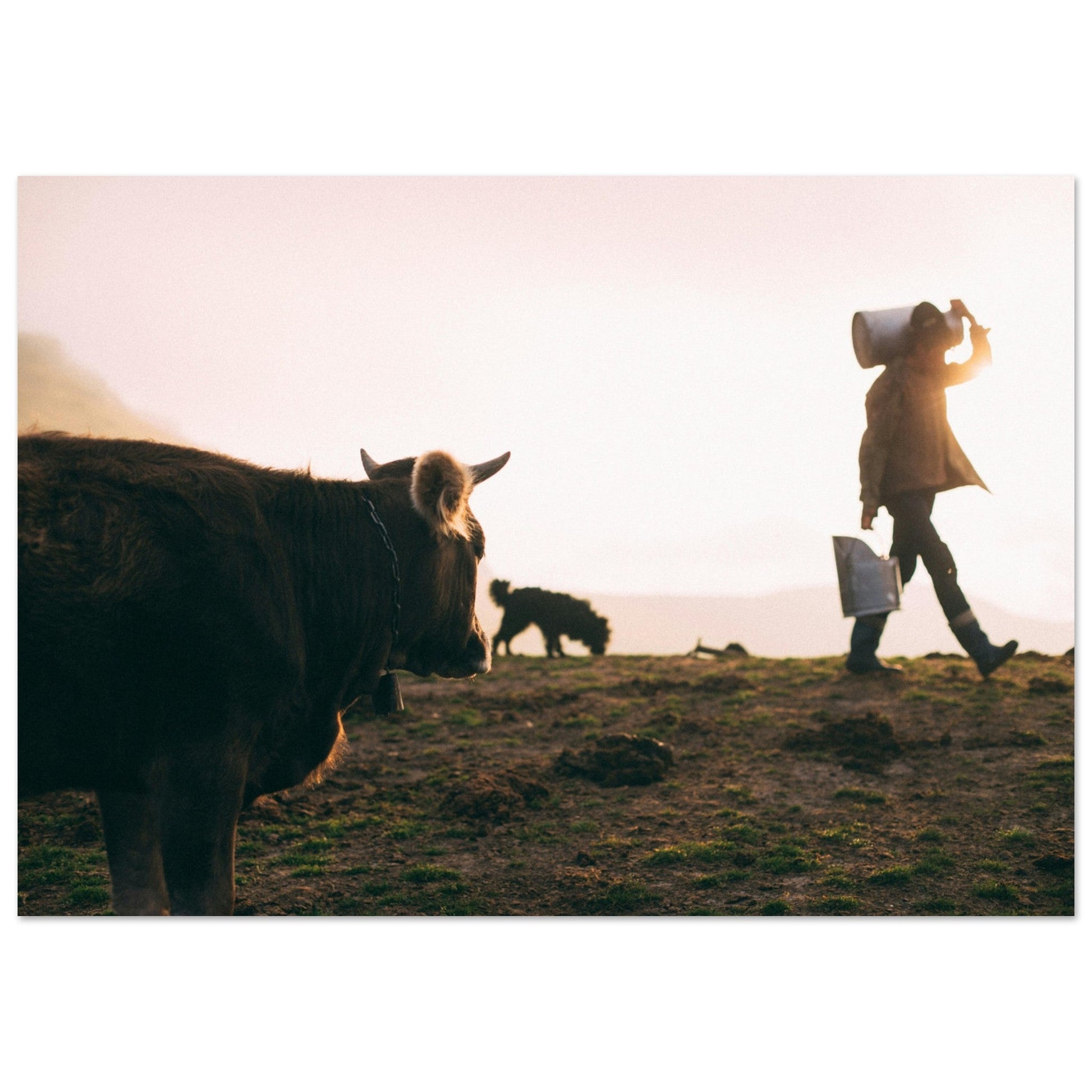 Vente Photo de vaches en Savoie #4 - Tableau photo paysage