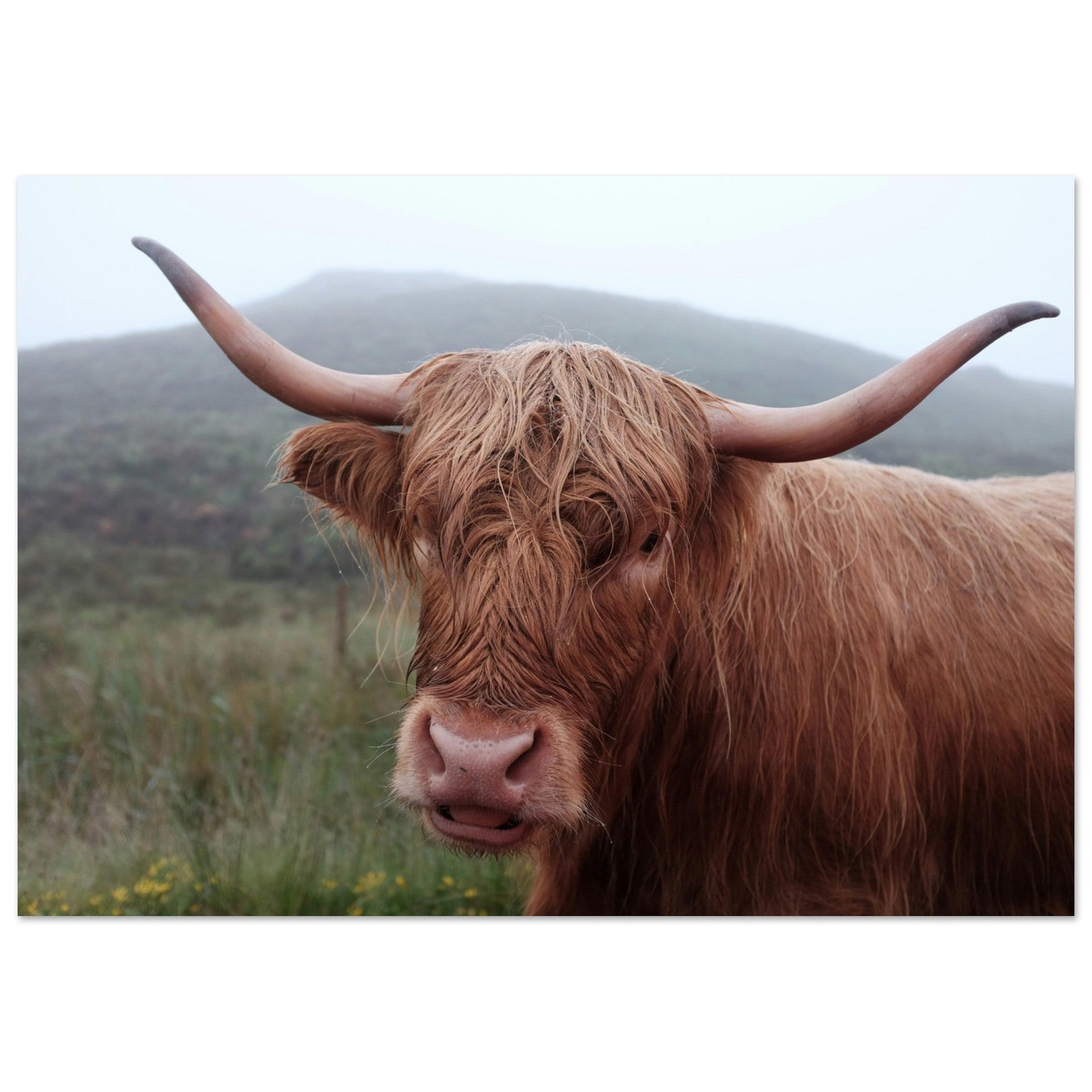 Vente Photo de vaches en Savoie #5 - Tableau photo paysage
