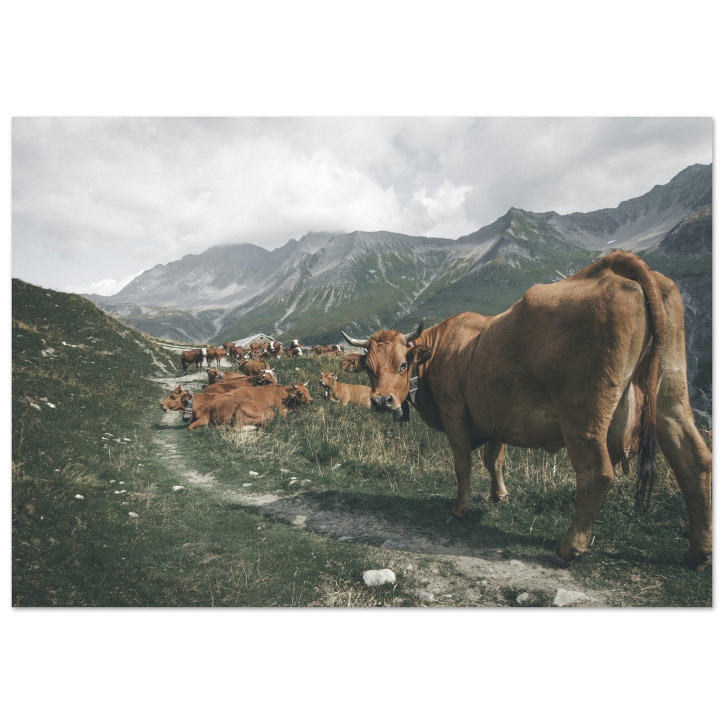 Vente Photo de vaches sur un chemin en Savoie #2 - Tableau photo paysage
