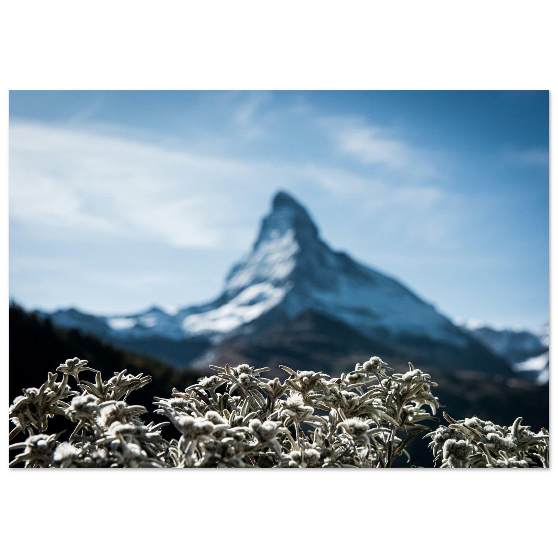 Vente Photo du Cervin et Edelweiss, Suisse - Tableau photo paysage