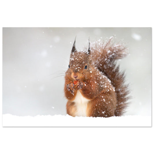 Vente Photo d'un écureuil dans la neige #1 - Tableau photo paysage