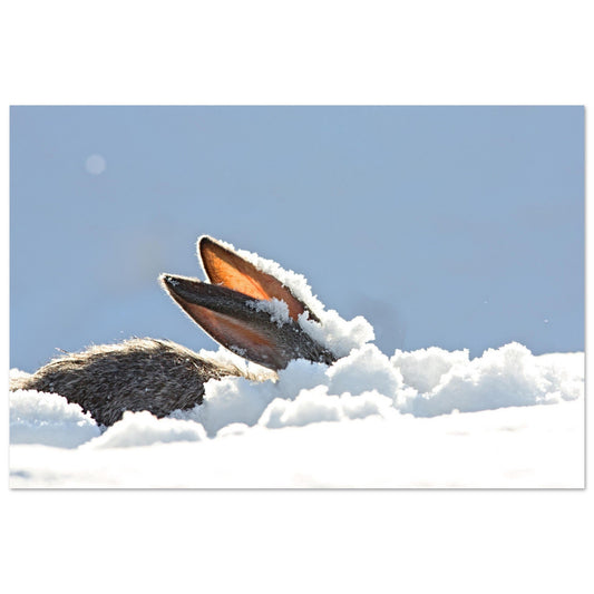 Vente Photo d'un lapin dans la neige #1 - Tableau photo paysage