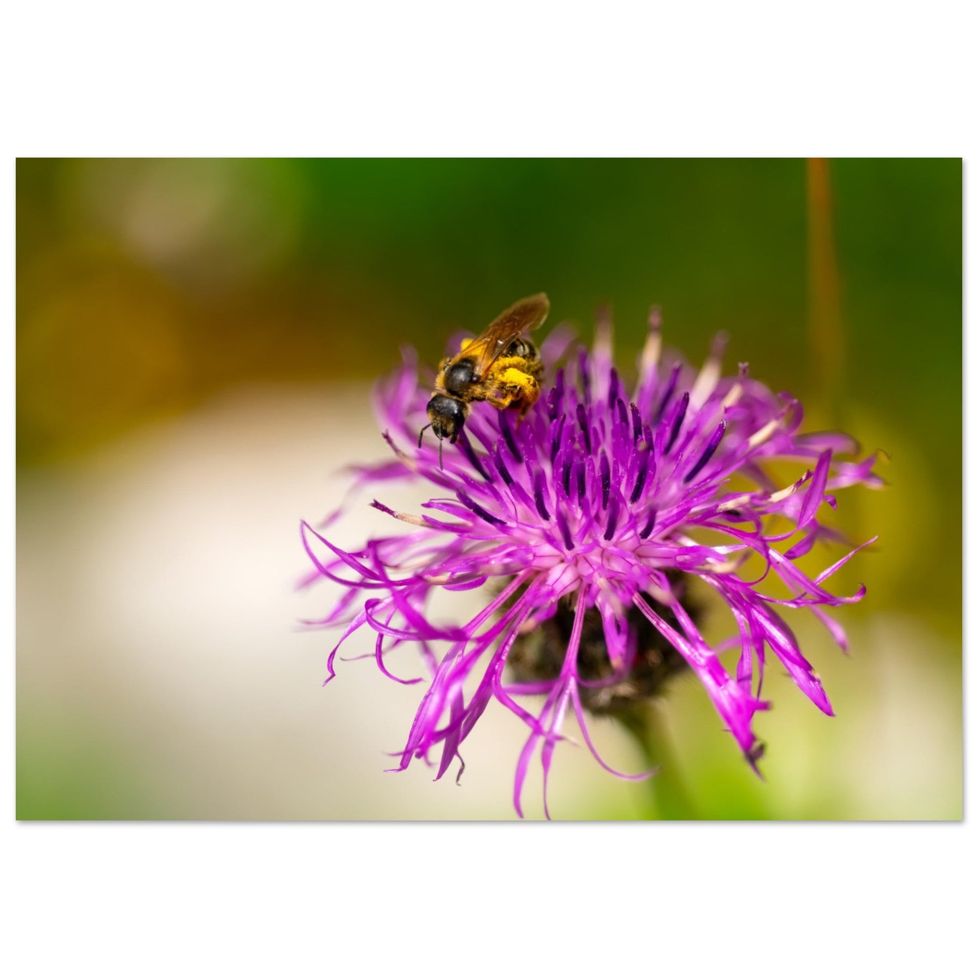 Vente Photo d'une abeille sur un chardon, Alpes - Tableau photo paysage