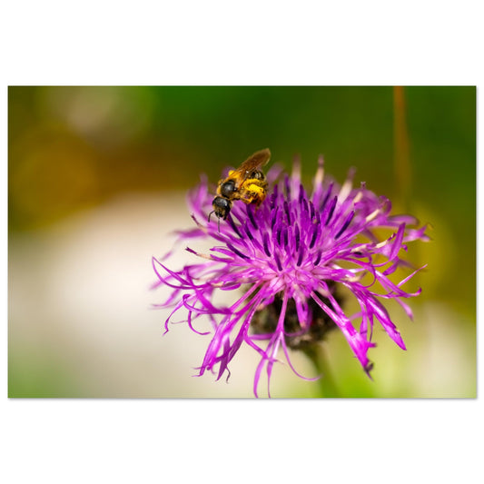 Vente Photo d'une abeille sur un chardon, Alpes - Tableau photo paysage