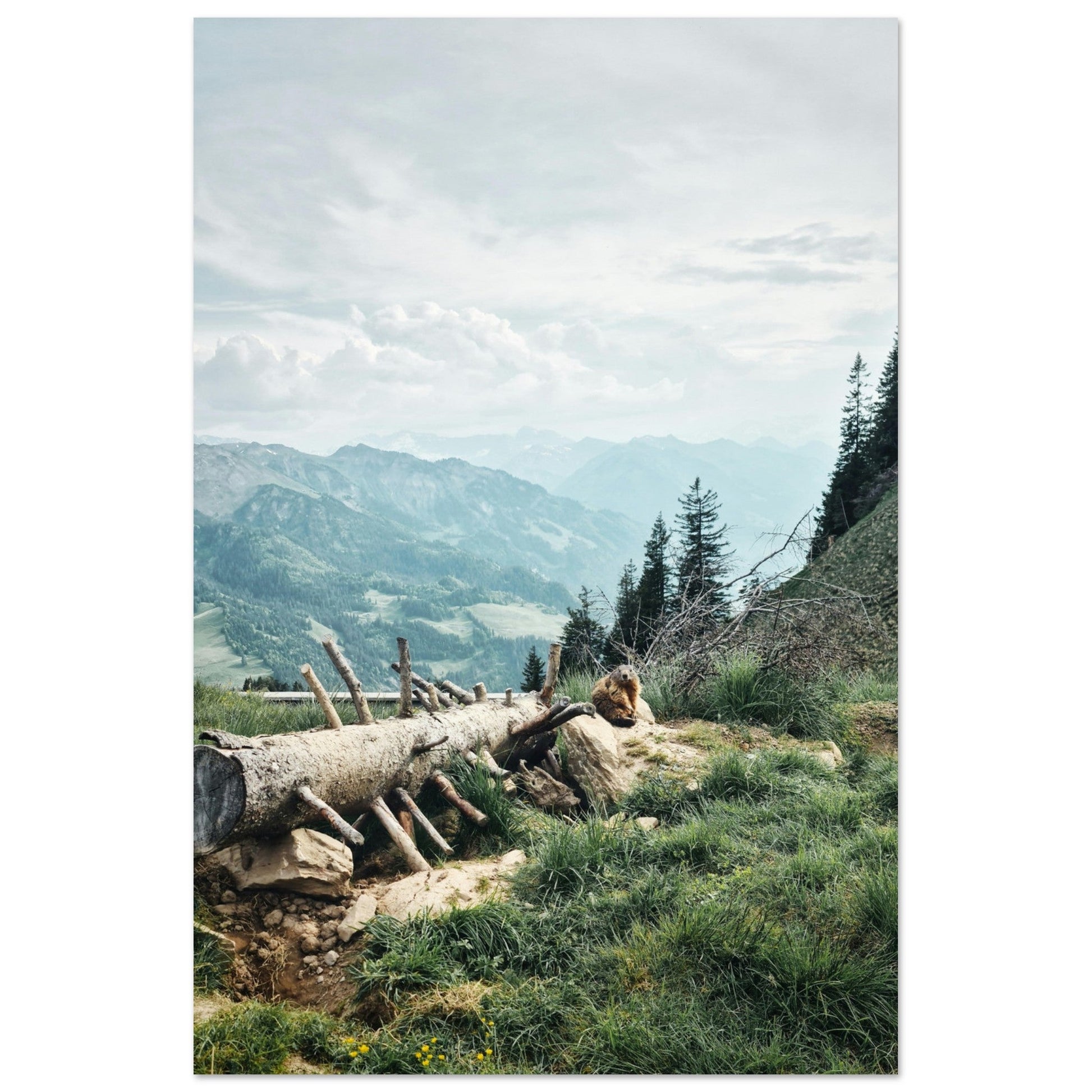 Vente Photo d'une marmotte dans les Alpes #1 - Tableau photo paysage