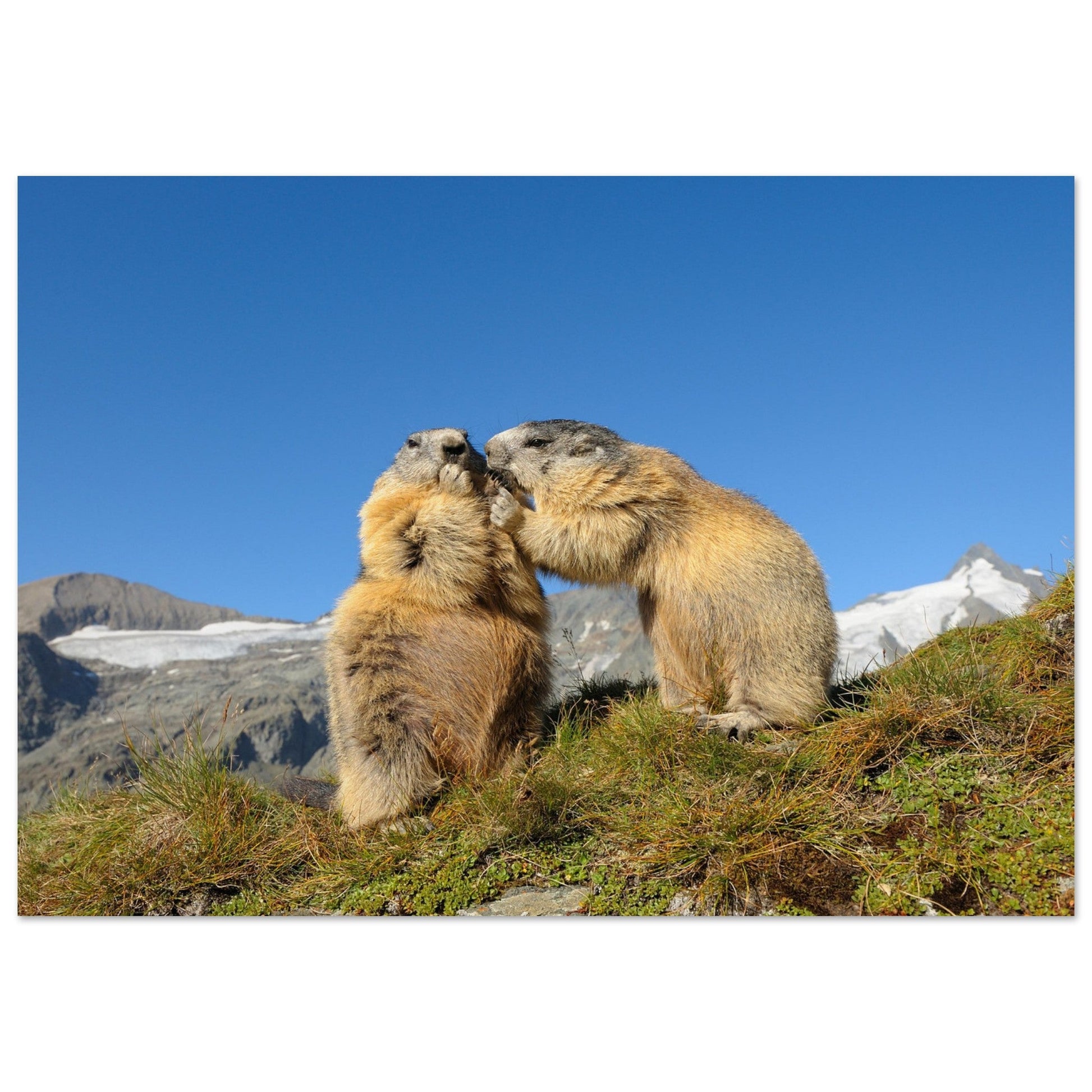 Vente Photo d'une marmotte dans les Alpes #11 - Tableau photo paysage