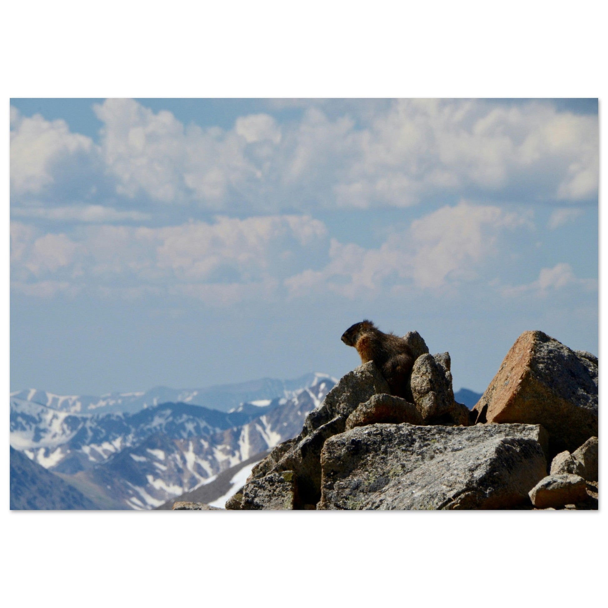 Vente Photo d'une marmotte dans les Alpes #2 - Tableau photo paysage