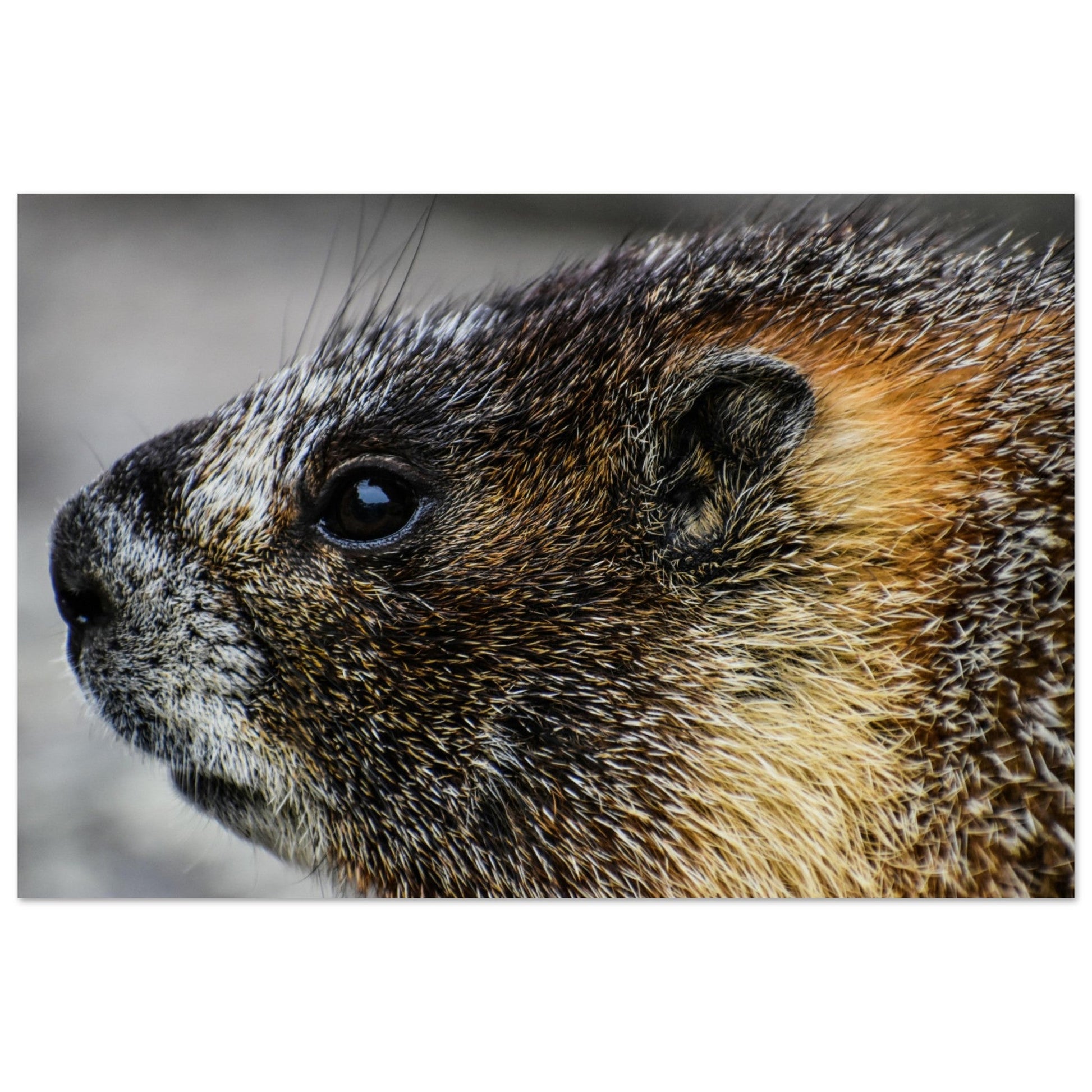 Vente Photo d'une marmotte dans les Alpes #3 - Tableau photo paysage