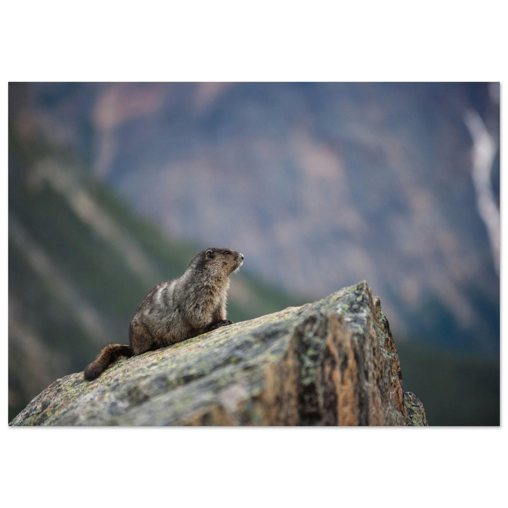 Vente Photo d'une marmotte dans les Alpes #4 - Tableau photo paysage