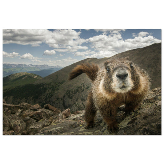 Vente Photo d'une marmotte dans les Alpes #5 - Tableau photo paysage