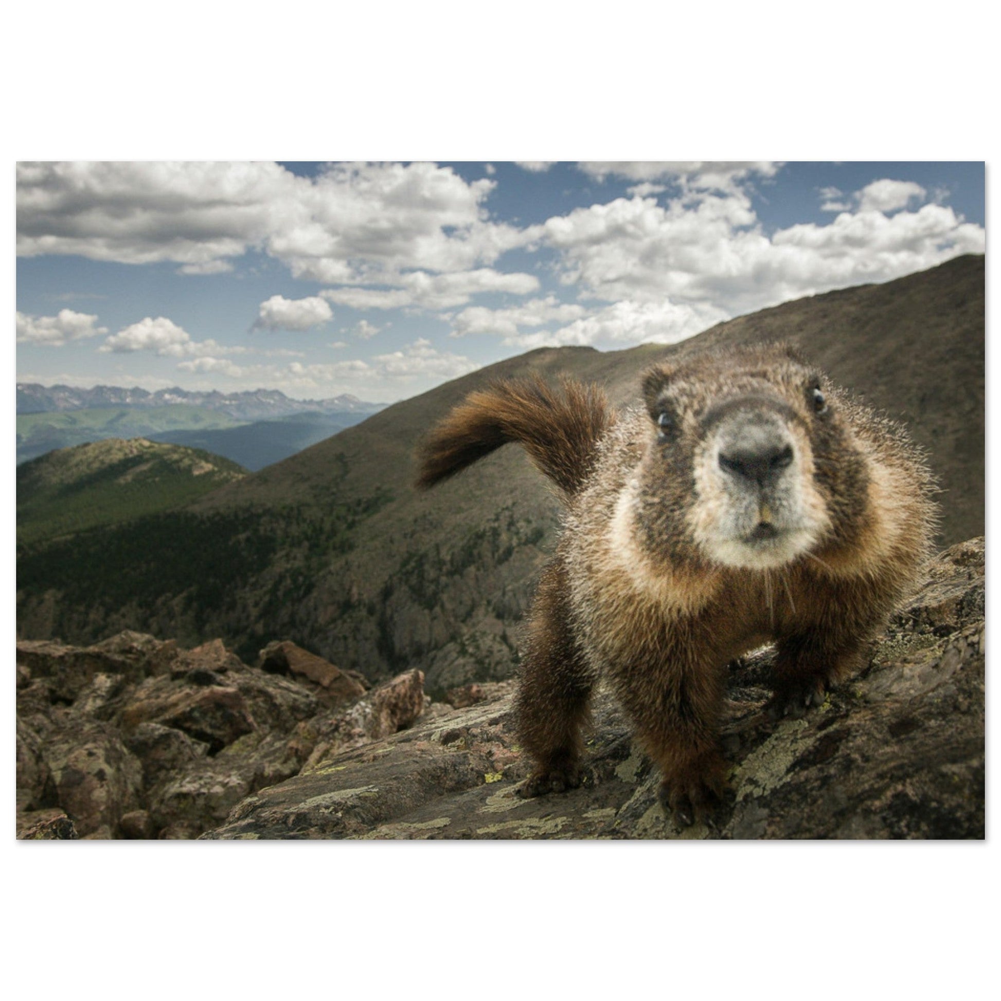 Vente Photo d'une marmotte dans les Alpes #5 - Tableau photo paysage