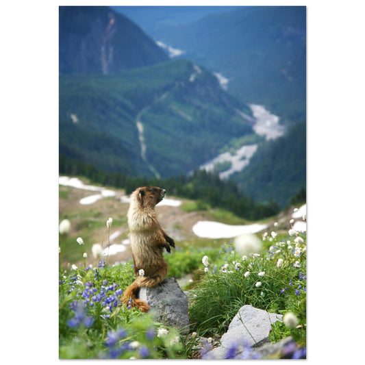 Vente Photo d'une marmotte dans les Alpes #8 - Tableau photo paysage