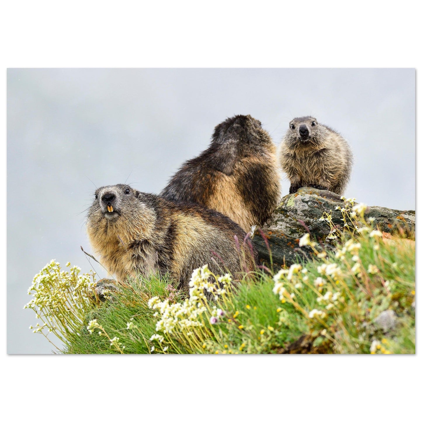 Vente Photo d'une marmotte dans les Alpes #9 - Tableau photo paysage