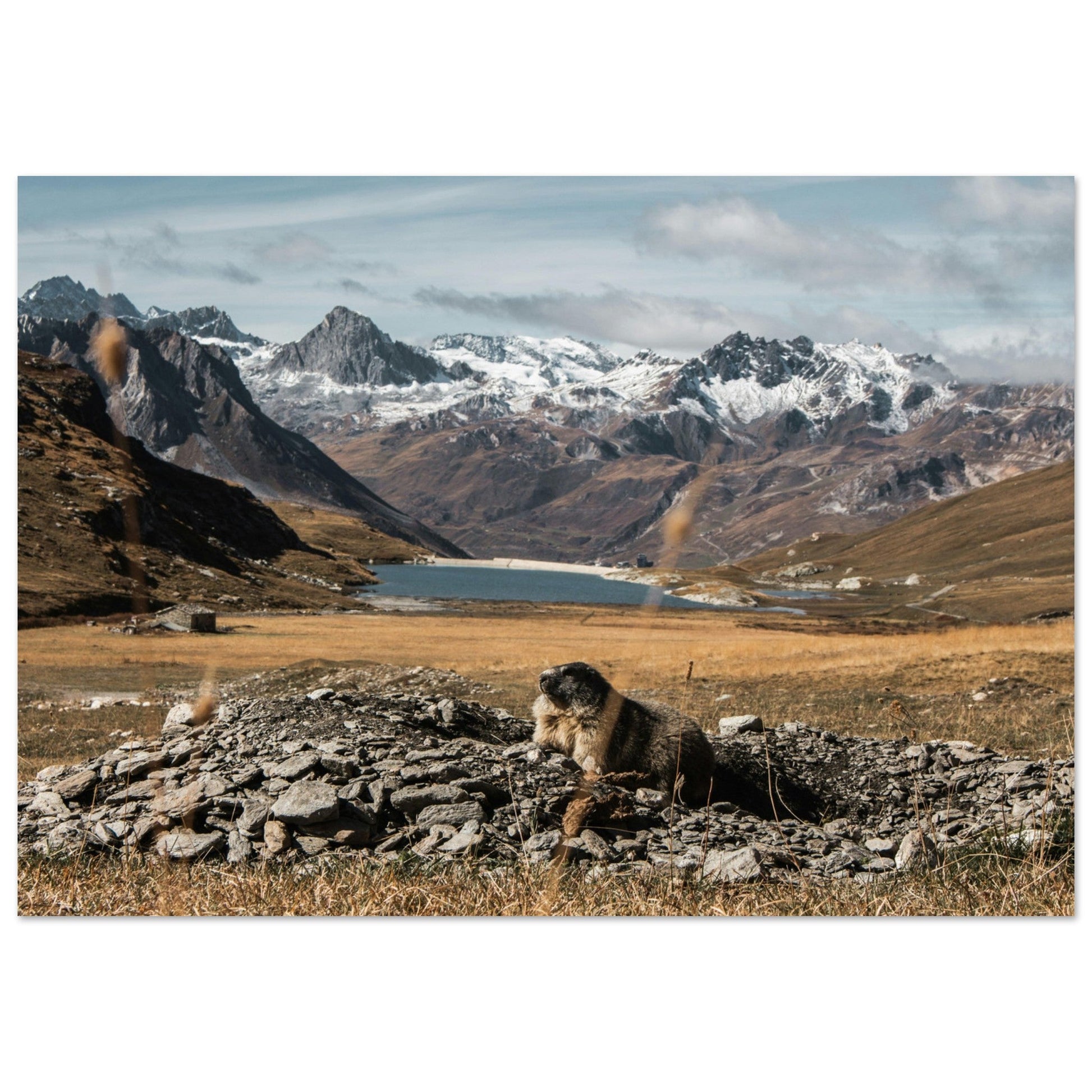 Vente Photo d'une marmotte en automne à Val d'Isère - Tableau photo paysage