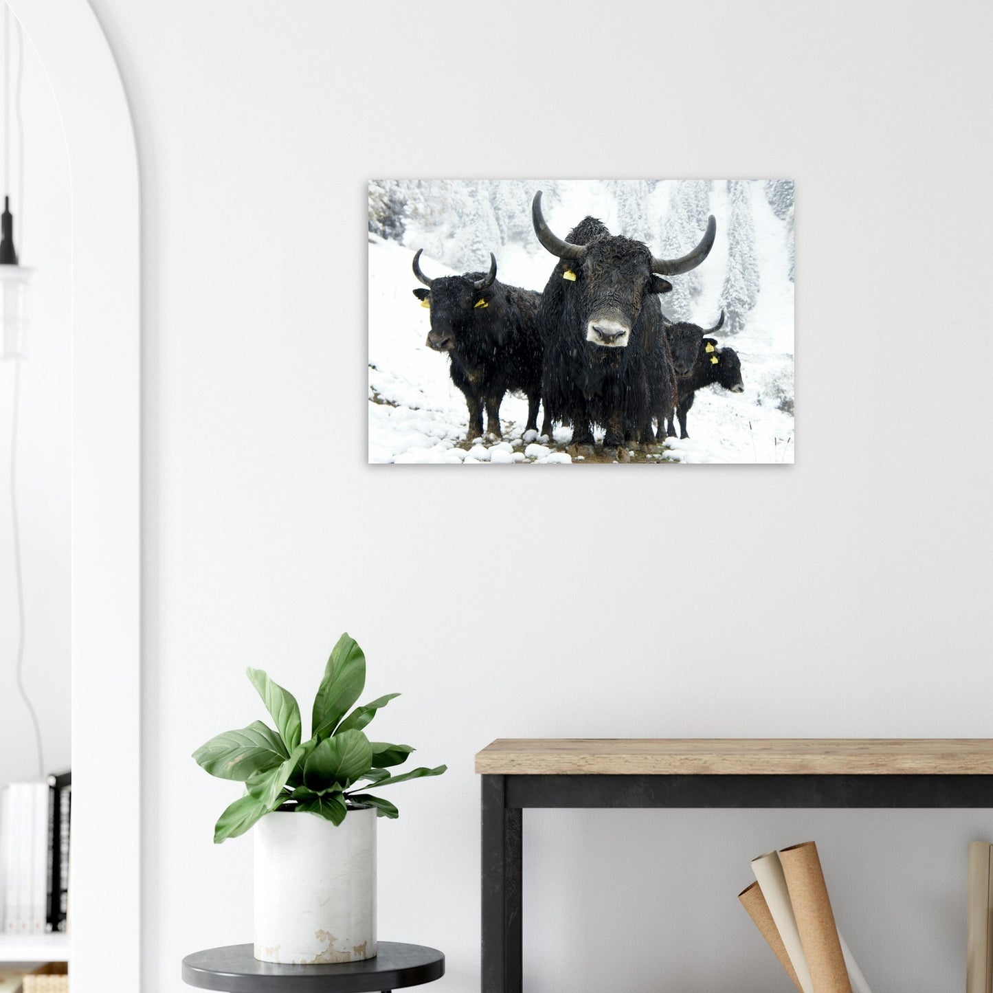 Vente Photos de vaches noir sous la neige, Savoie - Tableau photo paysage