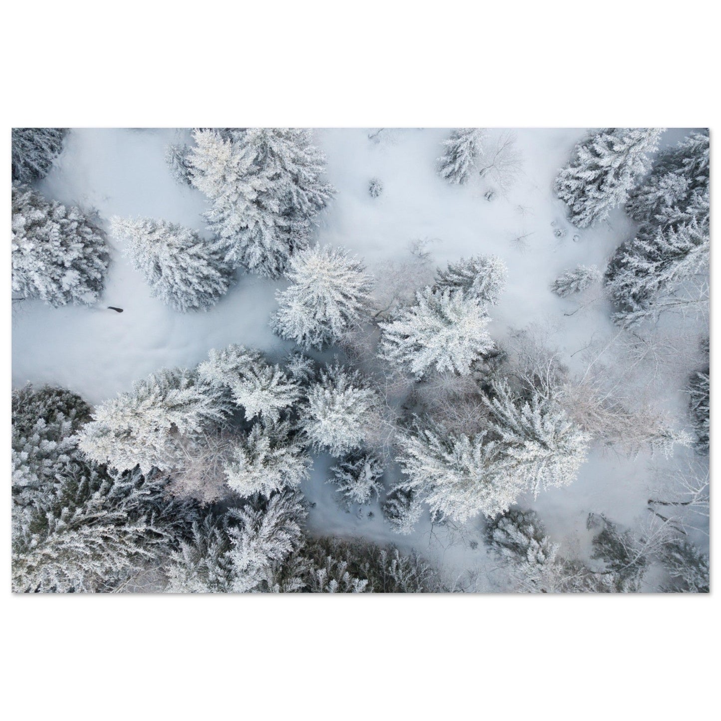 Vente Photo drone de sapins en neige - Tableau photo alu montagne