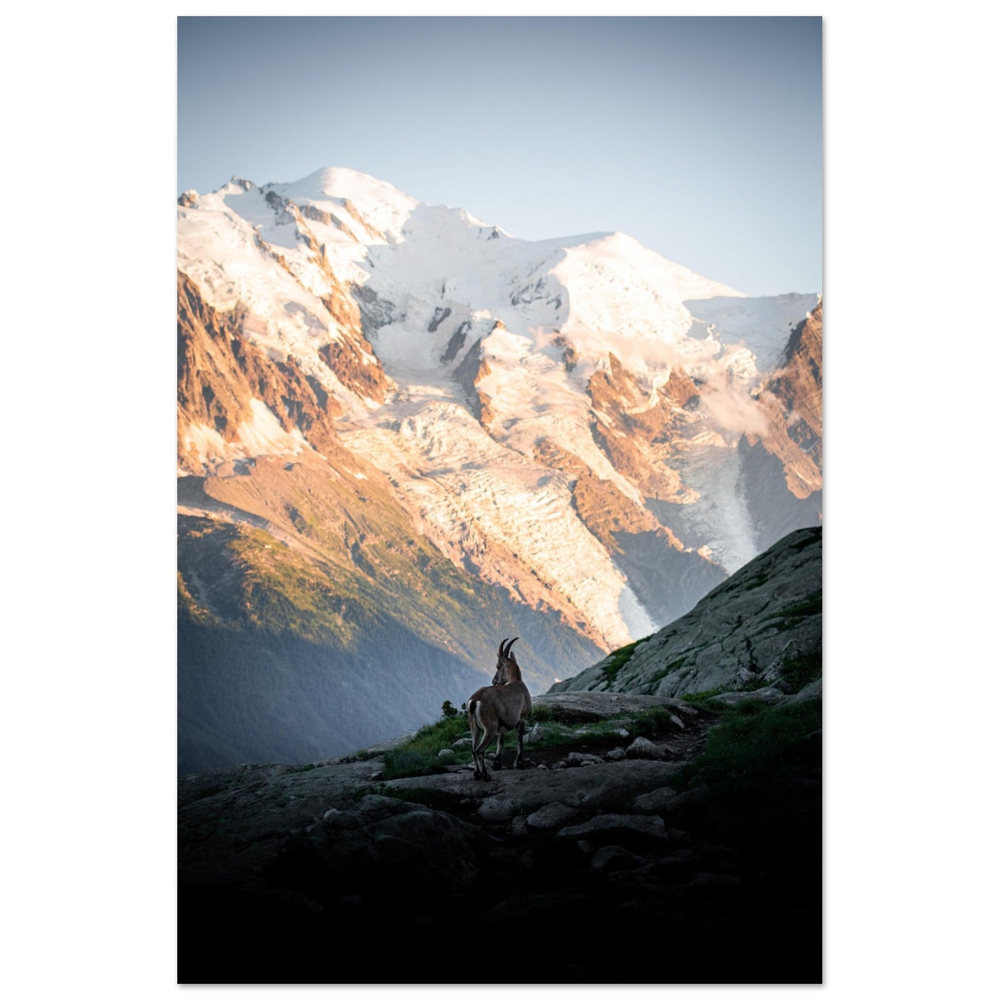 Vente Photo d'un bouquetin face Mont-Blanc - Tableau photo alu montagne