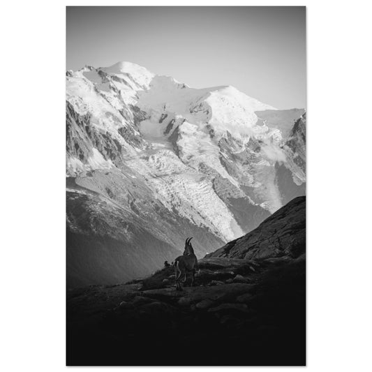 Vente Photo d'un bouquetin face Mont - Blanc - Noir & Blanc – Tableau photo alu montagne Alpes, Animaux de montagne, Bouquetin
