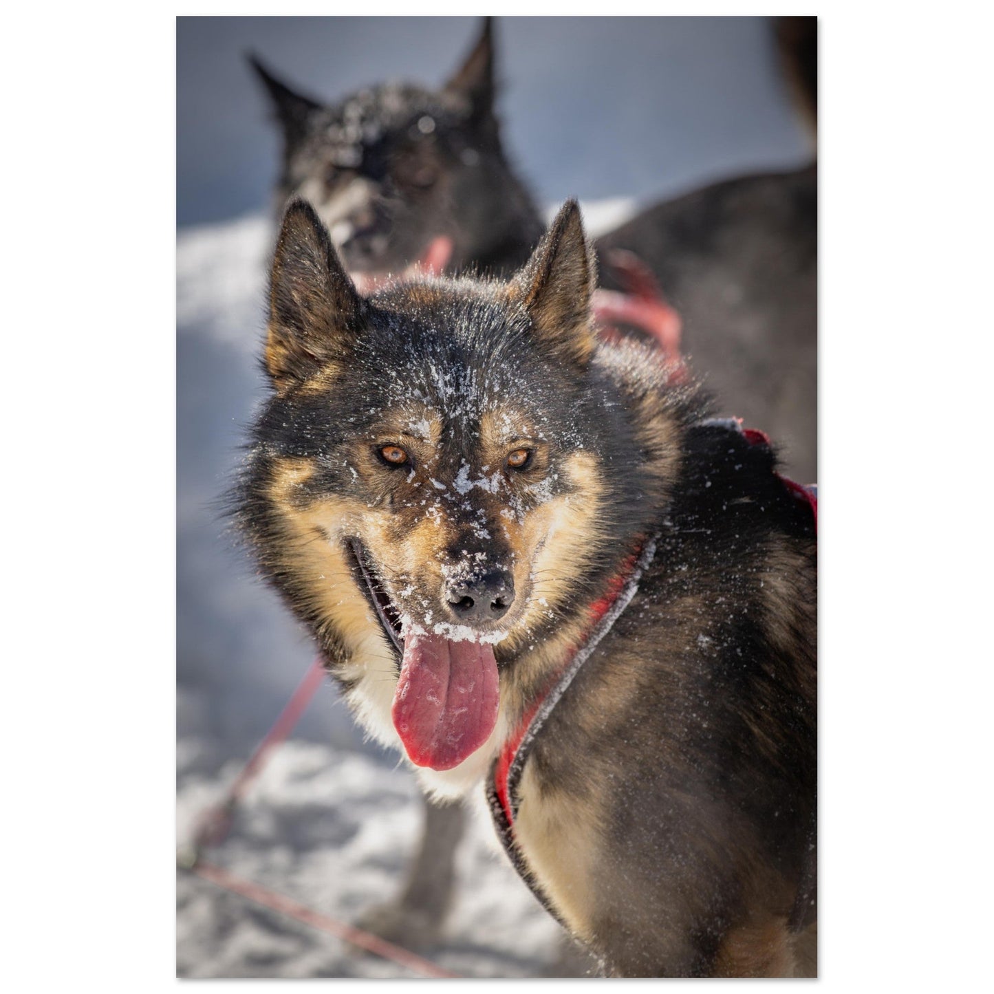 Vente Photo d'un husky - #1 - Tableau photo alu montagne