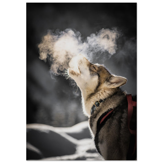 Vente Photo d'un husky - #2 - Tableau photo alu montagne