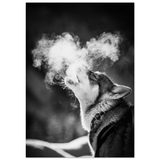 Vente Photo d'un husky - #2 - Noir & Blanc - Tableau photo alu montagne