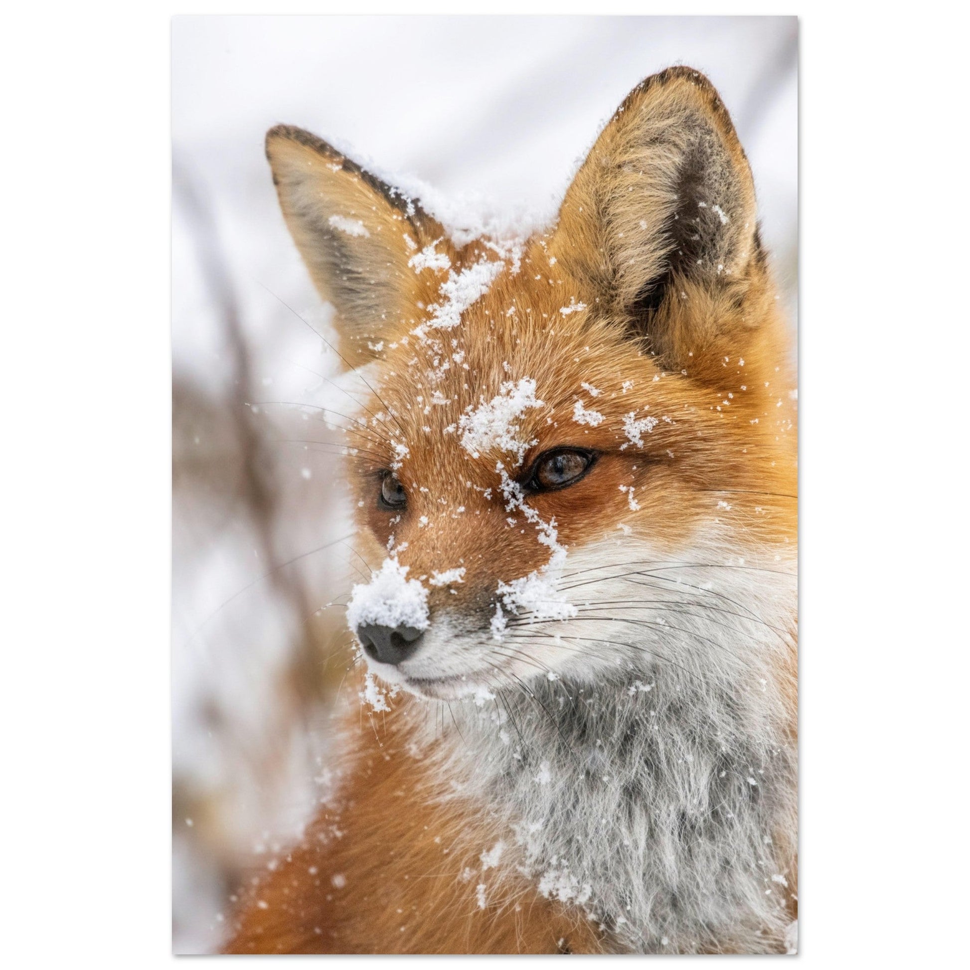 Vente Photo d'un portrait de renard dans la neige - Tableau photo alu montagne