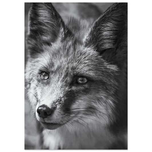 Vente Photo d'un portrait de renard - Noir & Blanc - Tableau photo alu montagne