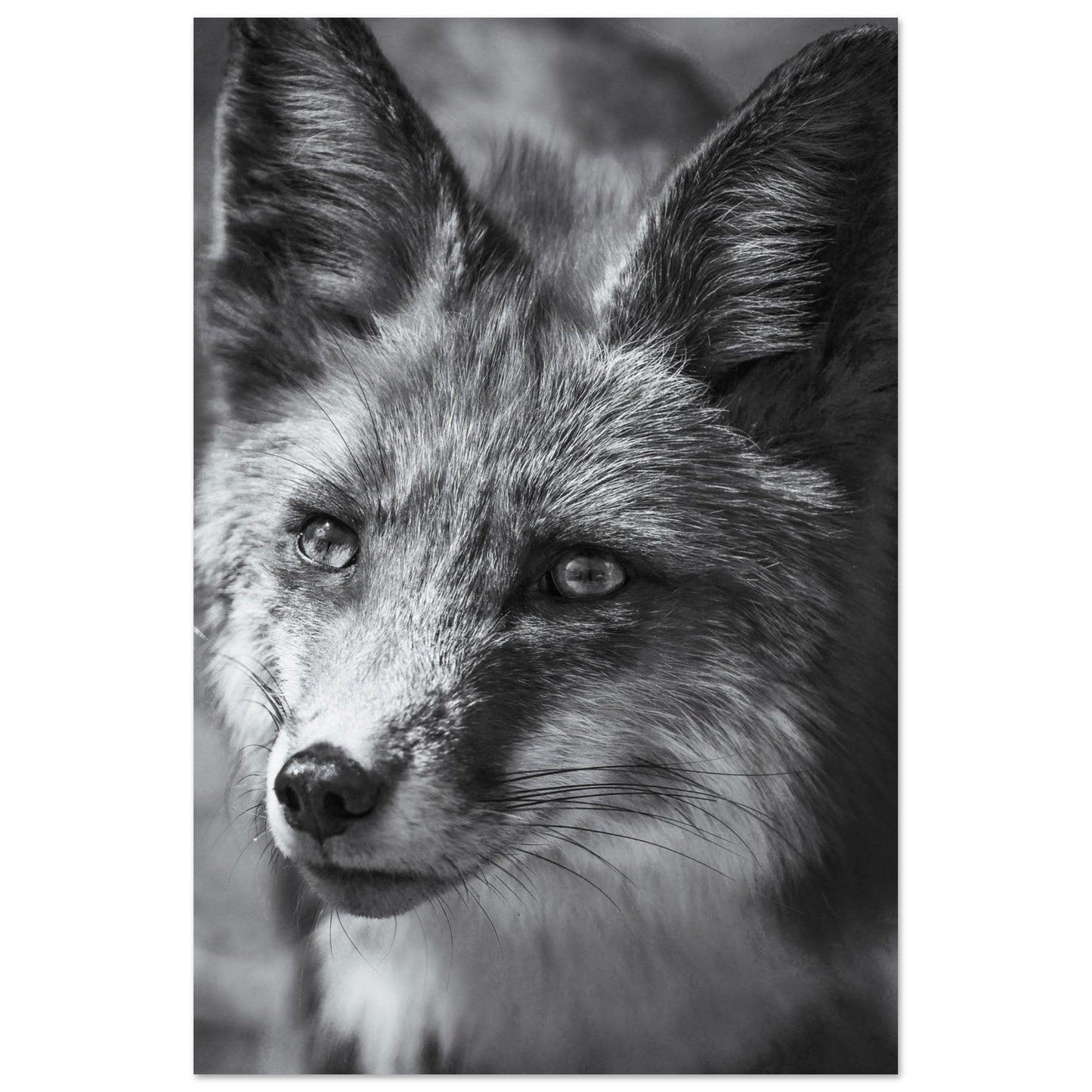 Vente Photo d'un portrait de renard - Noir & Blanc - Tableau photo alu montagne