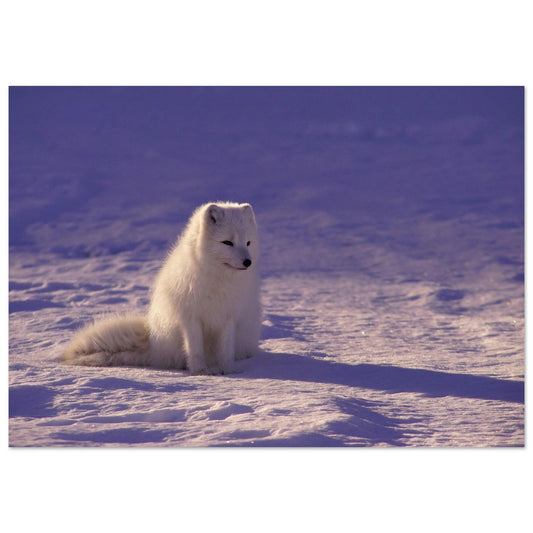 Vente Photo d'un renard blanc dans la neige - Tableau photo alu montagne