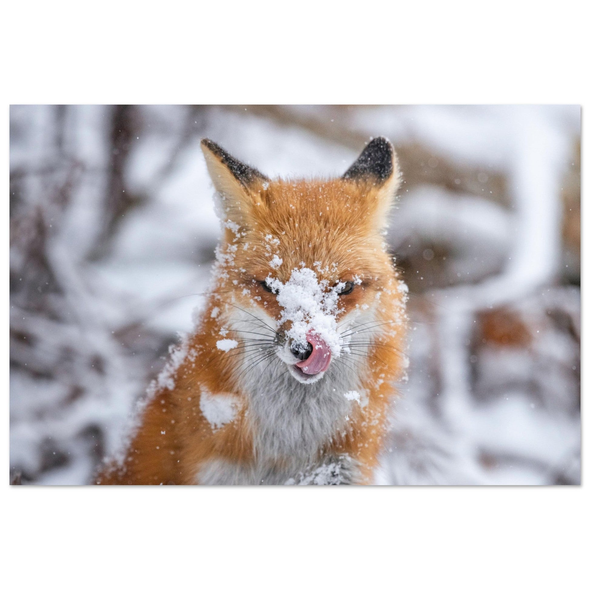 Vente Photo d'un renard dans la neige #1 - Tableau photo alu montagne