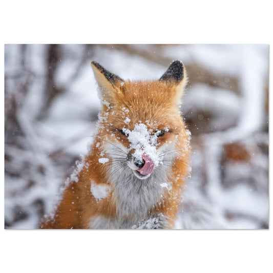 Vente Photo d'un renard dans la neige #1 - Tableau photo alu montagne