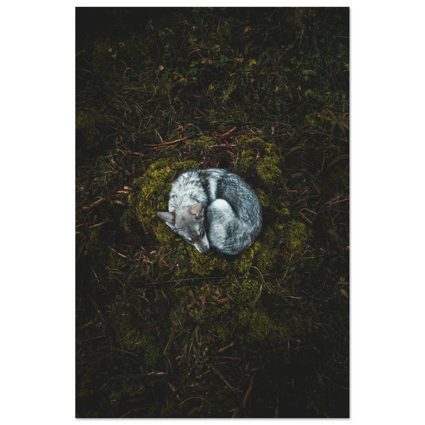 Vente Photo d'un renard qui dort dans la foret - Tableau photo alu montagne