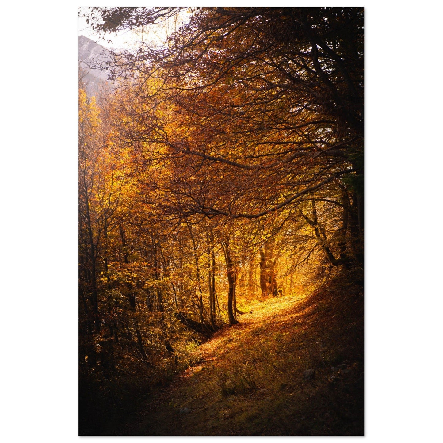 Vente Photo d'une foret savoyarde en automne - Tableau photo alu montagne