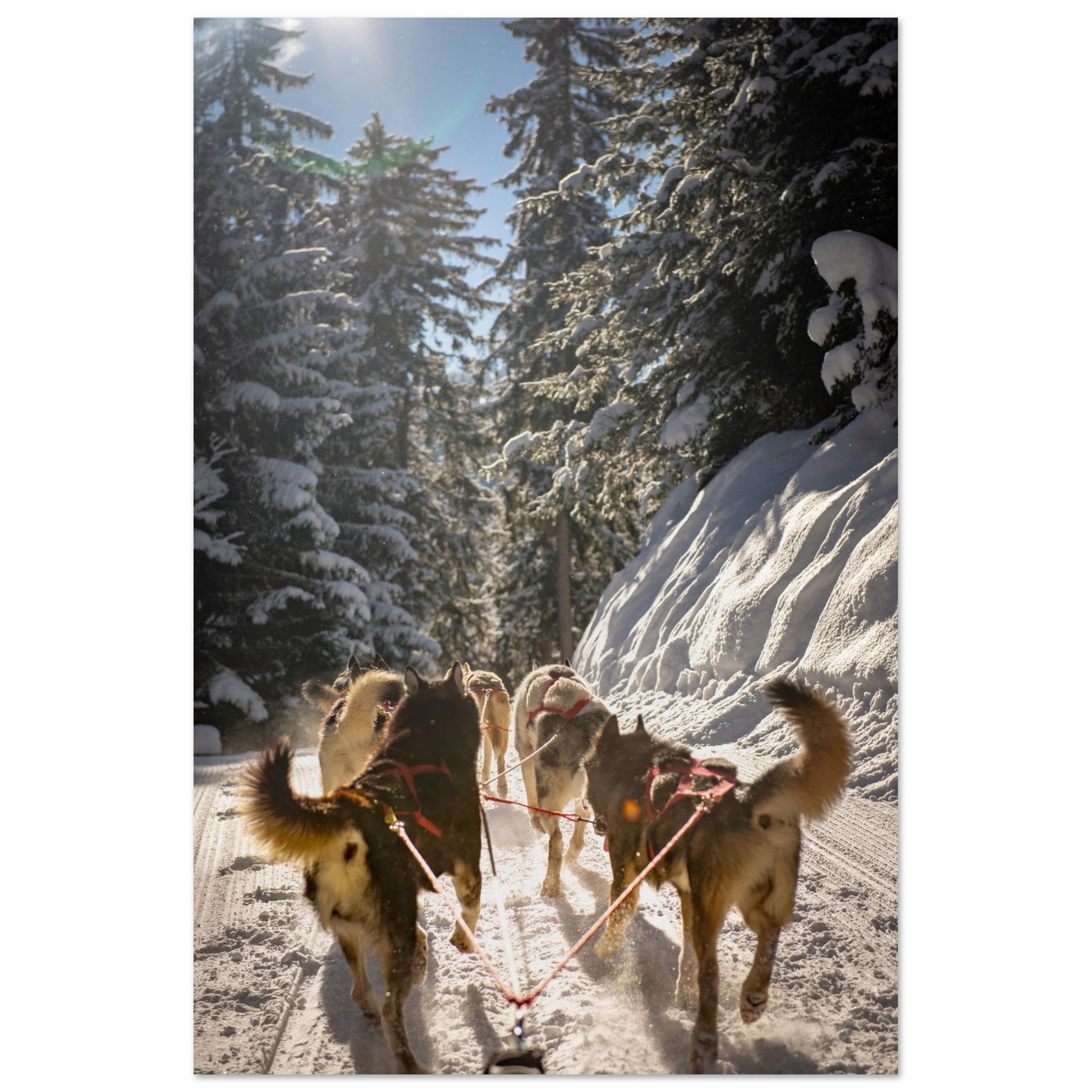 Vente Photos de huskies à Courchevel, Savoie - #1 - Tableau photo alu montagne