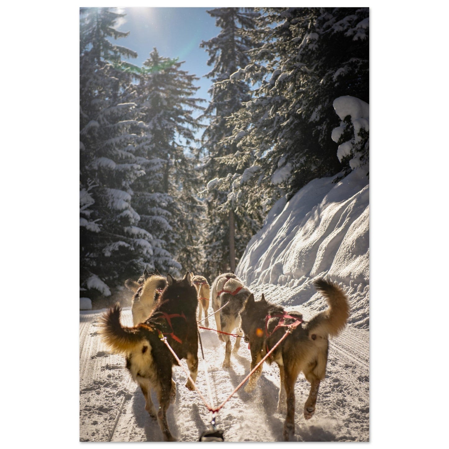 Vente Photos de huskies à Courchevel, Savoie - #1 - Tableau photo alu montagne