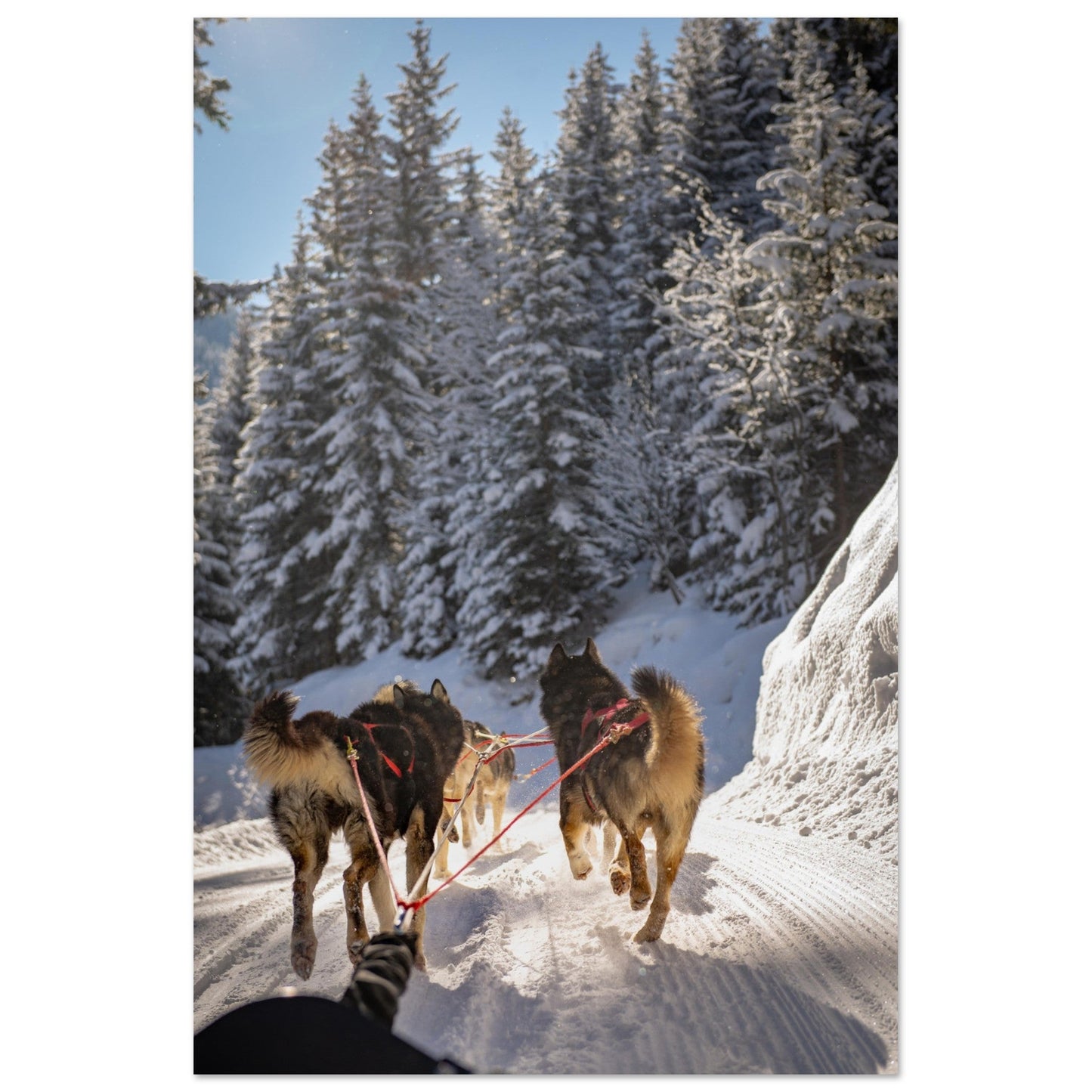 Vente Photos de huskies à Courchevel, Savoie - #2 - Tableau photo alu montagne