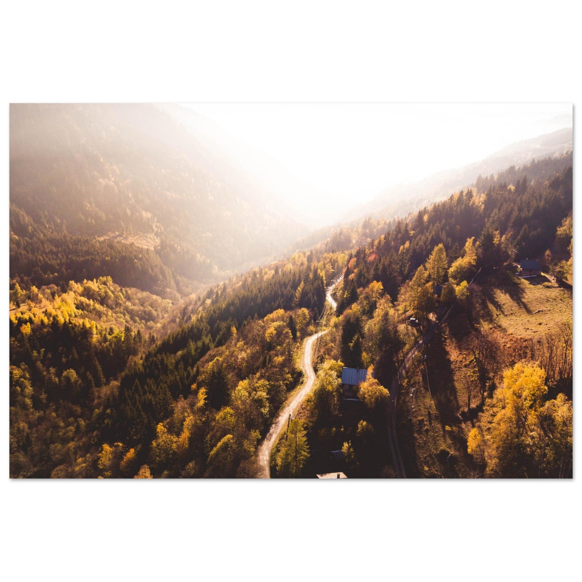 Vente Photos de sapins en automne, Savoie - Tableau photo alu montagne
