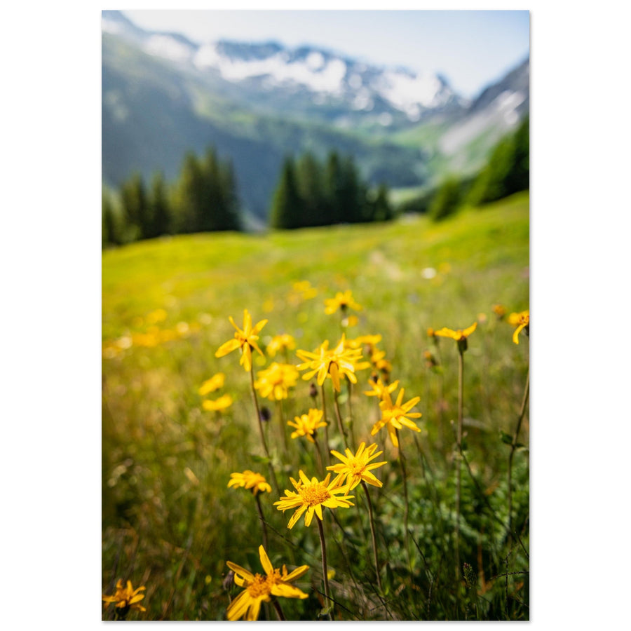 Tableau photo en Alu Dibond : s d'Arnicas Montanas en Haute-Savoie
